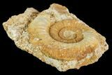 Fossil Ammonite (Choffatia) - France #104557-1